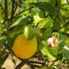 Limon 1 kg.