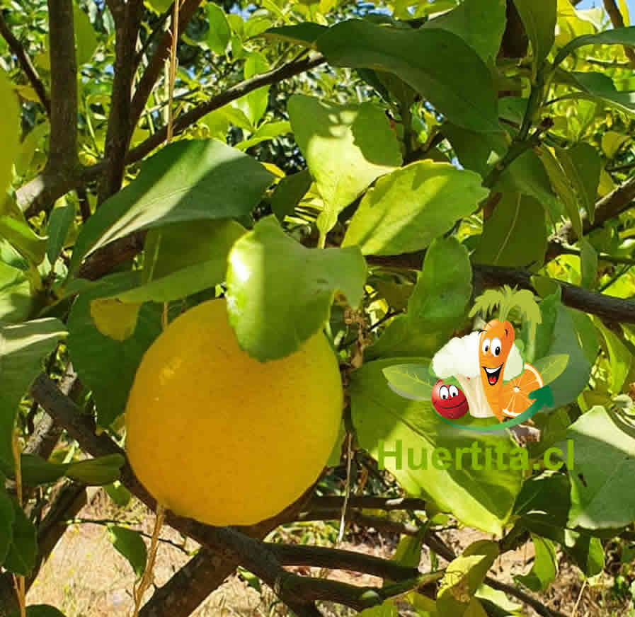 Limon kg. 1 Limon kg.