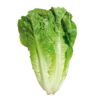 Lechuga Costina