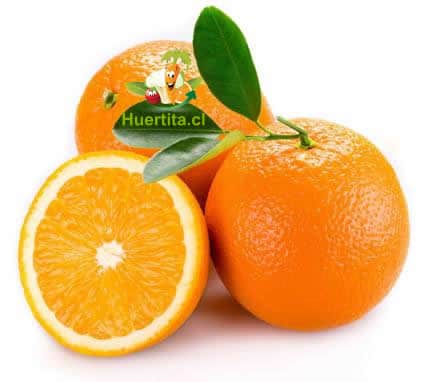 Naranjas 1 Kg. 1 Naranjas 1 Kg.