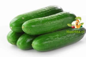 Pepino ensalada (unidad)