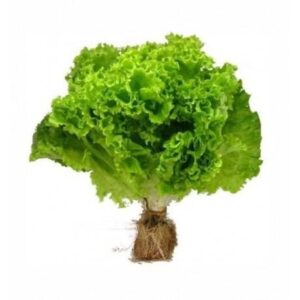 Lechuga Lollo Bionda Hidropónica