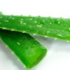 Hoja Aloe Vera