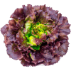 Lechuga Francesa
