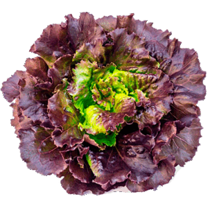 Lechuga Francesa