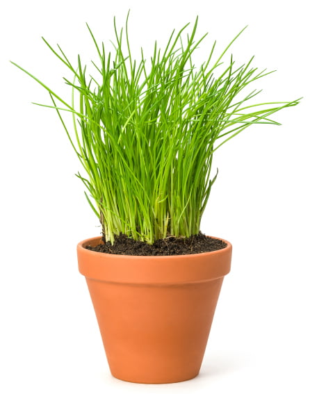Planta de Ciboulette Huertita.cl Planta de Ciboulette